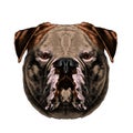 Dog head symmetry sketch vector graphics