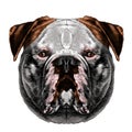 Dog head symmetry sketch vector graphics