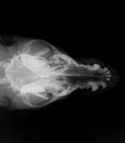 Dog head x-ray Royalty Free Stock Photo