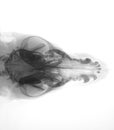 Dog head x-ray Royalty Free Stock Photo