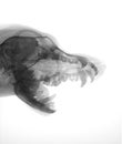 Dog head x-ray Royalty Free Stock Photo