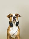 Dog with headphones as audiophile