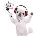 Dog headphones taking a selfie with a smartphoner. Royalty Free Stock Photo