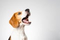 Dog headshoot isolated against white background