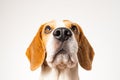 Dog headshoot isolated against white background