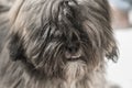 Dog headshot Lhasa Apso portrait with long hair and hidden eyes Royalty Free Stock Photo