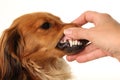 Dog with healthy teeth.