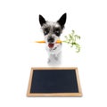 Dog with healthy vegan carrot in mouth