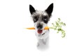 Dog with healthy vegan carrot in mouth