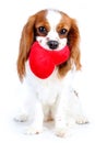 Dog with heart. Cavalier king charles spaniel valentine s day illustration. Plush red heart with spaniel puppy. Happy