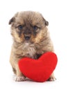Dog with heart. Royalty Free Stock Photo