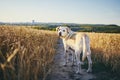 Dog in heat summer day Royalty Free Stock Photo