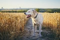 Dog in heat summer day Royalty Free Stock Photo