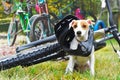 Dog in helmet on bicycle background Royalty Free Stock Photo