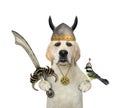 Dog in helmet holds curved cutlass