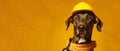 dog in helmet, labor day concept, panoramic layout.