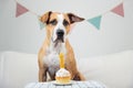 Dog and her birthday treat in form of a cake. Cute puppy posing Royalty Free Stock Photo