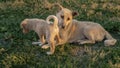 Dog with her puppy and bone next to them