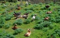 Dog and herd of goats