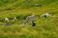 Dog herding sheep through grassy hillside.
