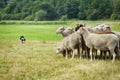 Dog herding sheep