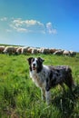 A dog herds a flock of sheep Royalty Free Stock Photo