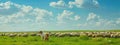 A dog herds a flock of sheep Royalty Free Stock Photo