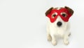 DOG HERO COSTUME. LITTLE JACK RUSSELL WEARING A RED MASK FOR CARNIVAL, HALLOWEEN PARTY. TOP VIEW. ISOLATED AGAINST WHITE