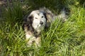 A dog hidden in grass