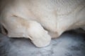 dog hide pained front right leg Royalty Free Stock Photo