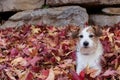 DOG HIDE IN RED AUTUMN LEAVES. PLAYFUL JACK RUSSELL PUPPY AT NAT Royalty Free Stock Photo