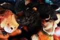 Dog hiden on toys Royalty Free Stock Photo