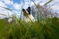 The dog hides in the grass and looks out with interest