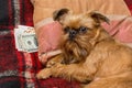 Dog hides savings under the pillow