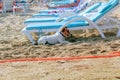 The dog hides in the shade of a lounger on a Turkish beach Royalty Free Stock Photo