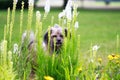 Dog hiding in flowers.