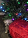 Dog hiding under Christmas tree