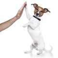 Dog high five Royalty Free Stock Photo