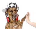 Dog high five with male hand. isolated on white background Royalty Free Stock Photo