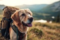 Dog hiker with backpack in adventures Royalty Free Stock Photo