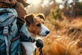 Dog hiker with backpack in adventures Royalty Free Stock Photo