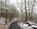 Dog on a Hiking Trail