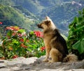 A dog on the hill in Ifugao, Philippines Royalty Free Stock Photo