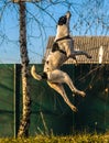 Dog on a hill in a jump, studying a complex team, illustrative photo of a basenji Royalty Free Stock Photo