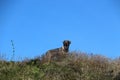 Dog on hill