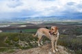 Dog with Hilltop View