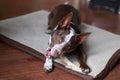 A dog and his antler Royalty Free Stock Photo