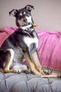 A Dog and his chewy bone Royalty Free Stock Photo