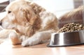 Dog with his food Royalty Free Stock Photo