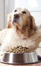 Dog with his food Royalty Free Stock Photo